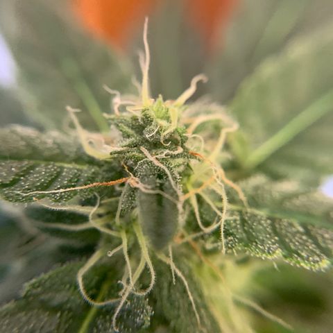 Beast growlog timeline photo