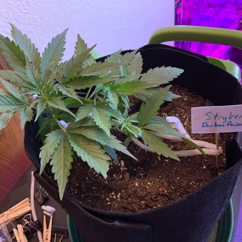 Stryker growlog timeline photo