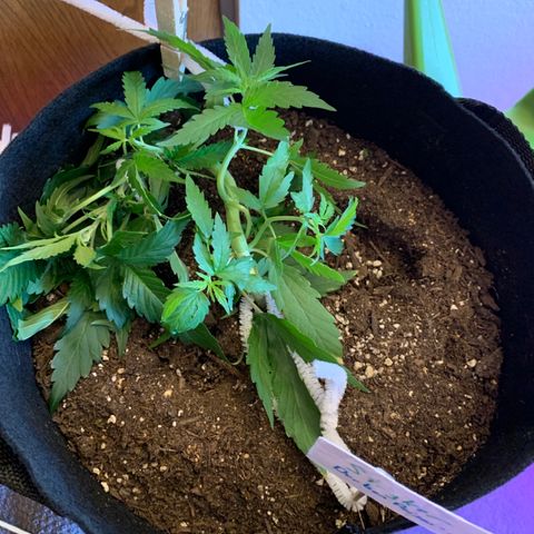 Stryker growlog timeline photo