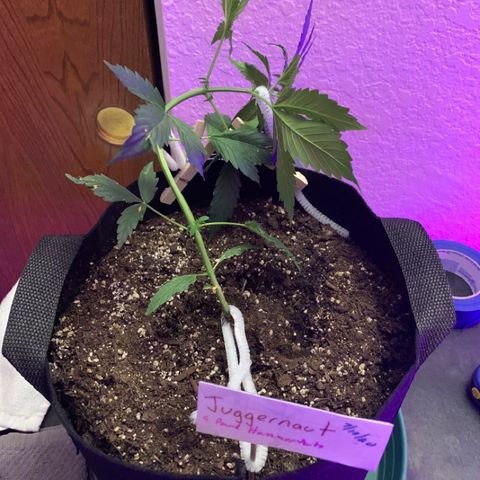 Juggernaut  growlog timeline photo