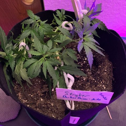 Stryker growlog timeline photo