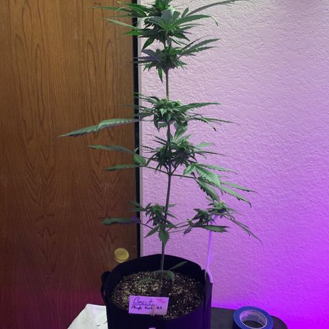 Beast growlog timeline photo