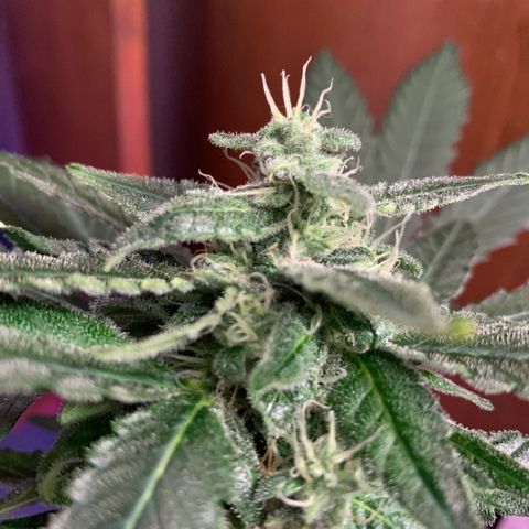 Beast growlog timeline photo