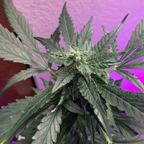 Beast growlog timeline photo
