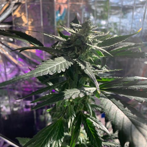 Beast growlog timeline photo