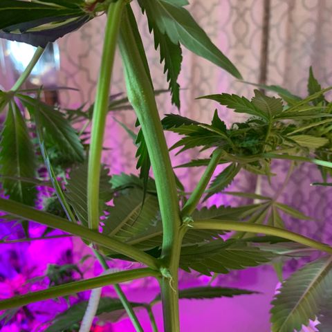 Gambit growlog timeline photo