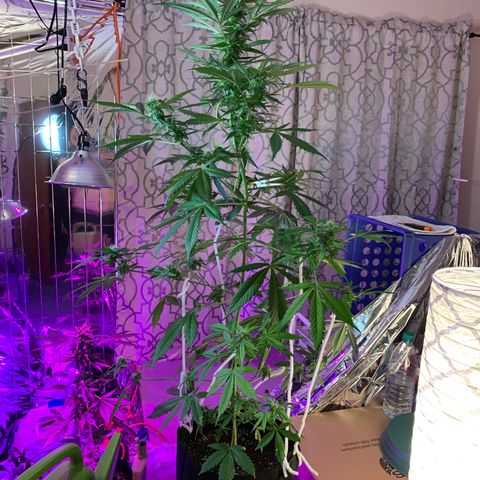 Gambit growlog timeline photo