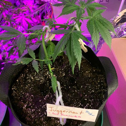 Juggernaut  growlog timeline photo