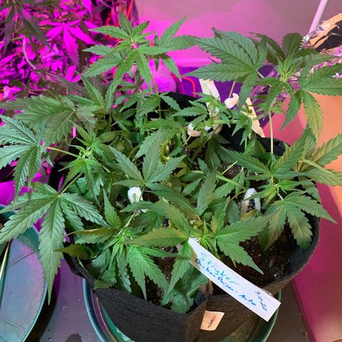 Stryker growlog timeline photo