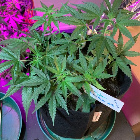Stryker growlog timeline photo