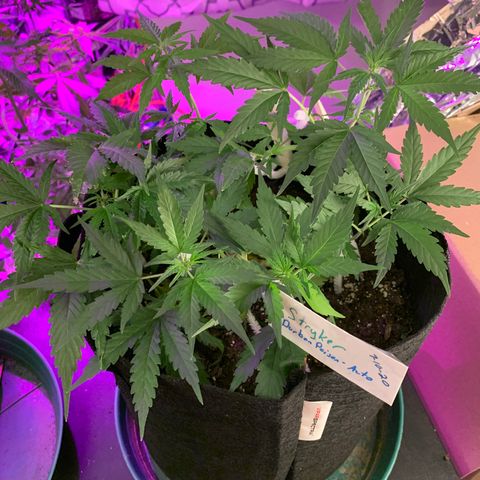 Stryker growlog timeline photo
