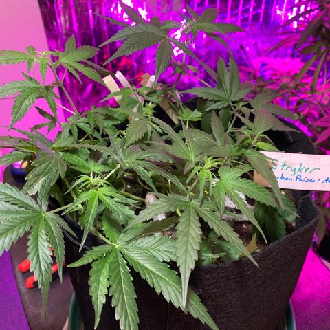 Stryker growlog timeline photo