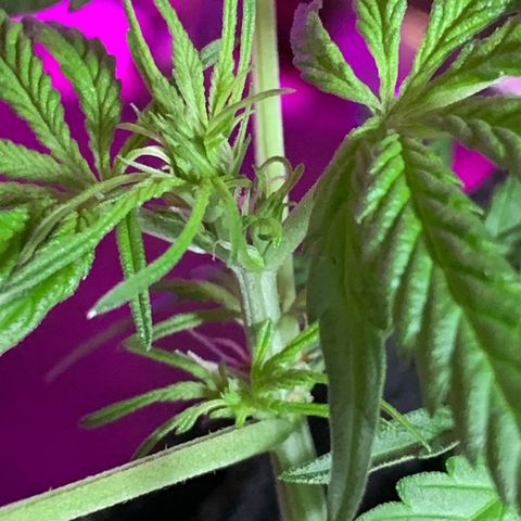 Juggernaut  growlog photo: Just starting flower 