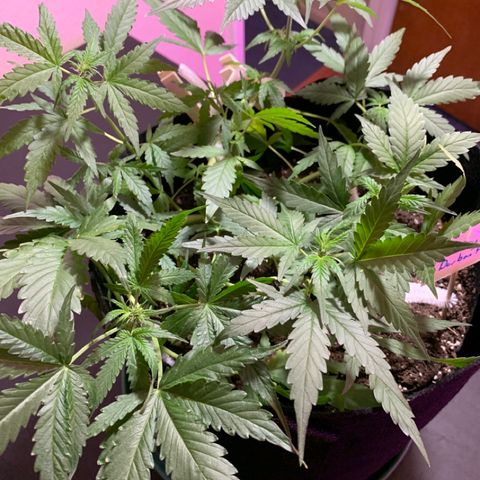 Stryker growlog timeline photo