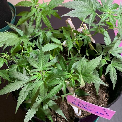 Stryker growlog timeline photo