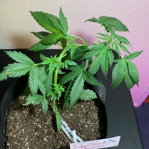 Juggernaut  growlog timeline photo