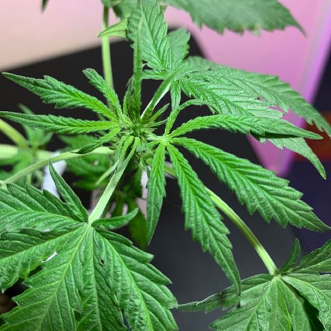 Juggernaut  growlog timeline photo