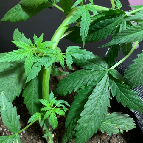 Juggernaut  growlog timeline photo