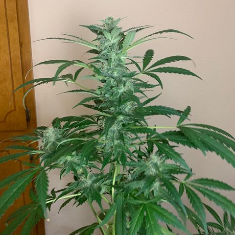 Gambit growlog timeline photo