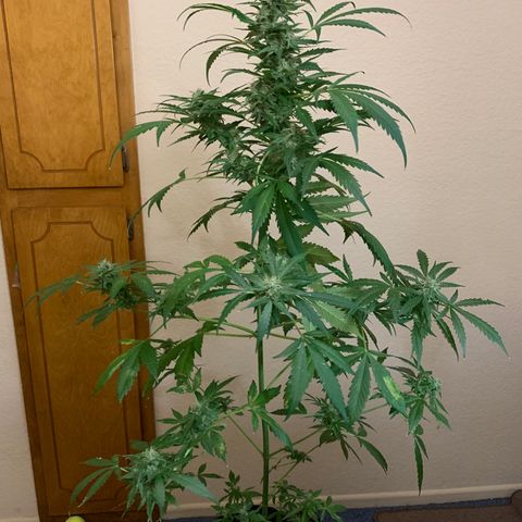 Gambit growlog timeline photo
