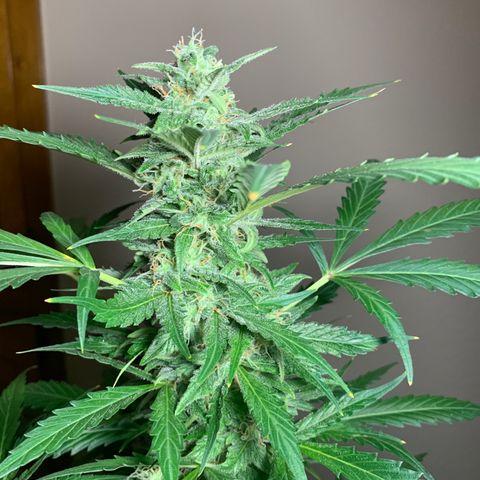 Gambit growlog timeline photo