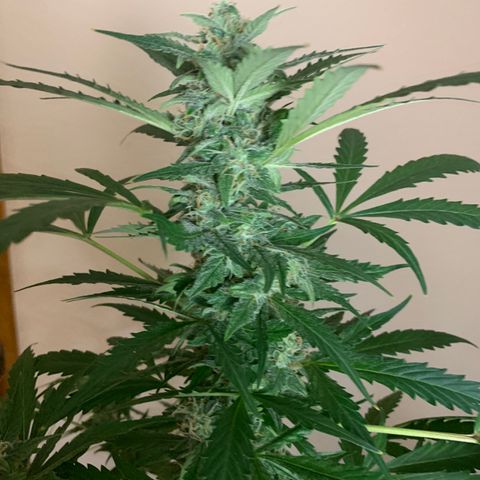 Gambit growlog timeline photo