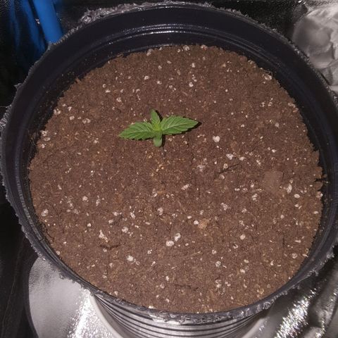 Bubba Kush #1 growlog timeline photo