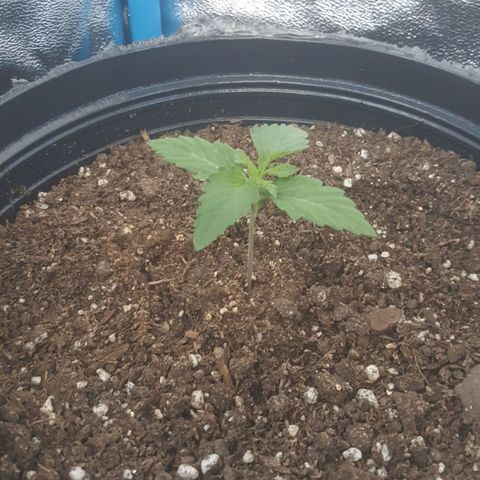 Bubba Kush #1 growlog timeline photo