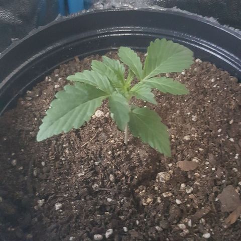 Bubba Kush #1 growlog timeline photo