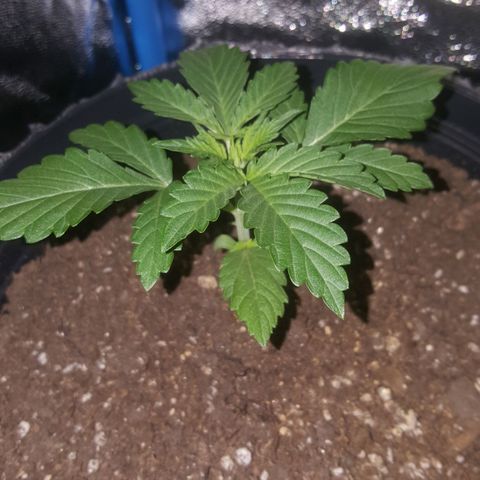 Bubba Kush #1 growlog timeline photo