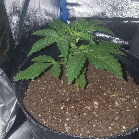 Bubba Kush #1 growlog timeline photo