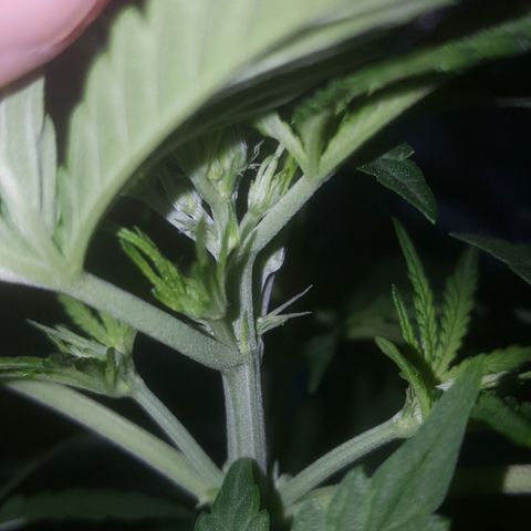 Bubba Kush #1 growlog photo: Herma?