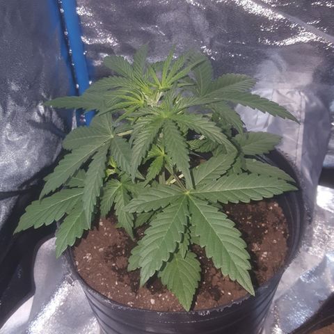 Bubba Kush #1 growlog photo: Herma?