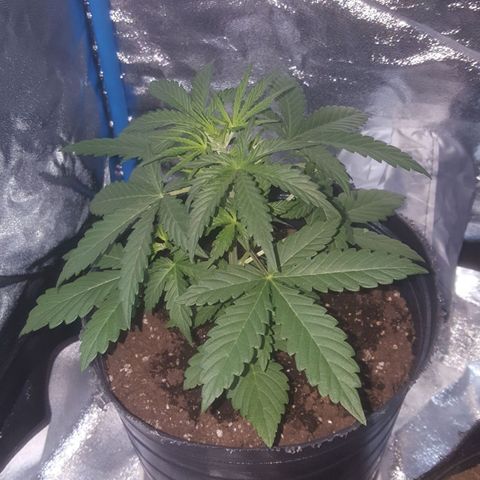 Bubba Kush #1 growlog timeline photo