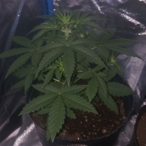 Bubba Kush #1 growlog timeline photo