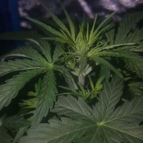 Bubba Kush #1 growlog timeline photo