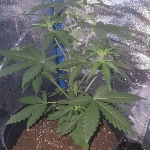 Bubba Kush #1 growlog timeline photo