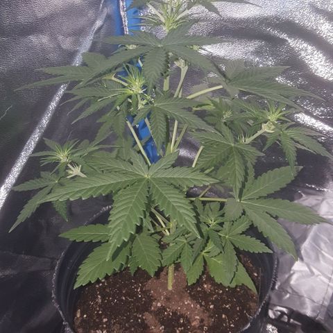 Bubba Kush #1 growlog timeline photo