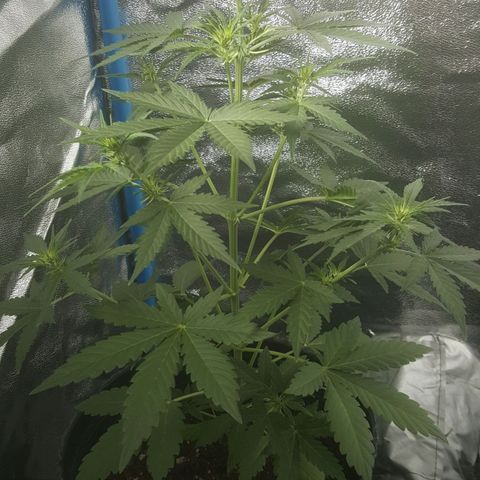 Bubba Kush #1 growlog timeline photo