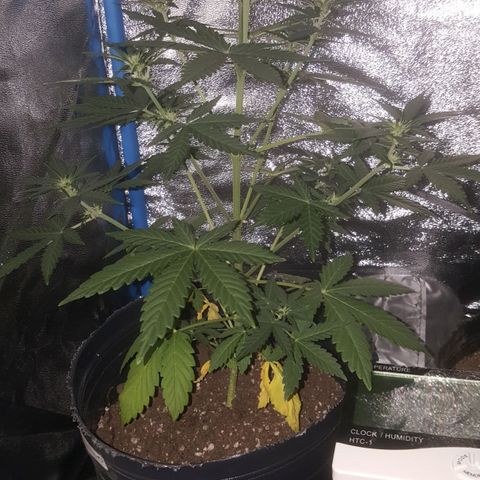 Bubba Kush #1 growlog timeline photo