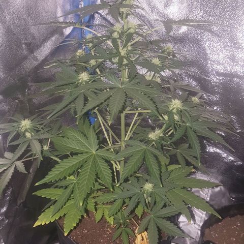 Bubba Kush #1 growlog timeline photo