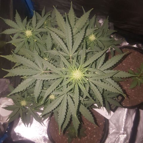 Bubba Kush #1 growlog timeline photo