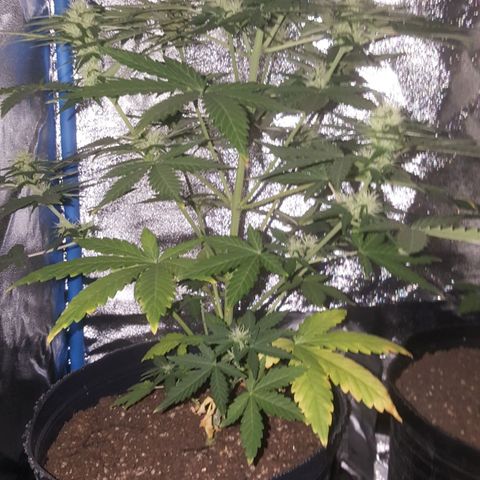 Bubba Kush #1 growlog timeline photo