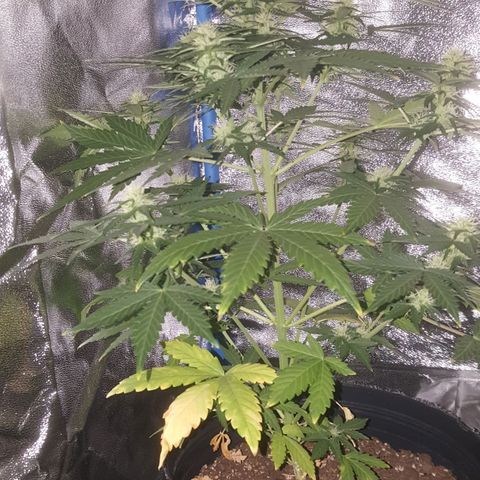 Bubba Kush #1 growlog timeline photo