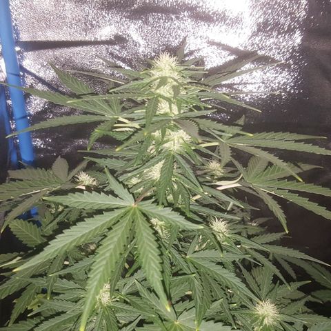 Bubba Kush #1 growlog timeline photo