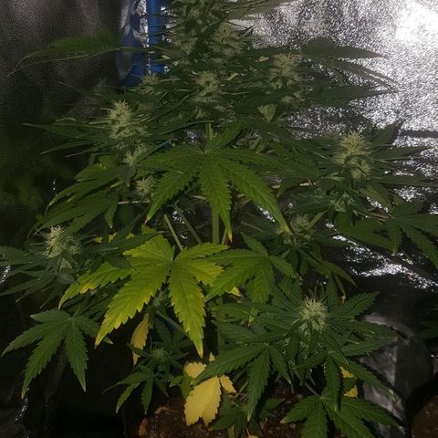 Bubba Kush #1 growlog timeline photo