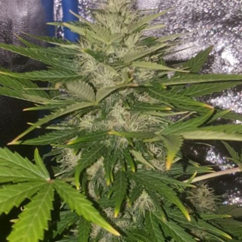 Bubba Kush #1 growlog timeline photo