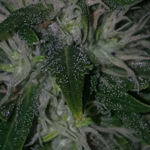Bubba Kush #1 growlog timeline photo