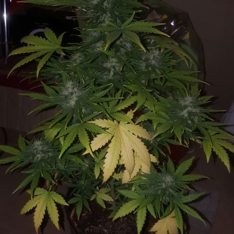Bubba Kush #1 growlog timeline photo