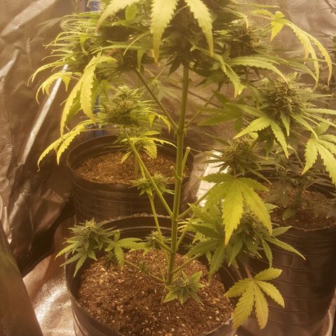 Bubba Kush #1 growlog photo: Corte 4 ramas intermedias